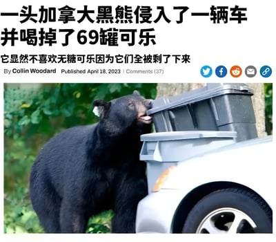 这张图片展示了一则新闻报道，内容是一头加拿大黑熊闯入车辆并喝掉了69罐可乐，但所有无糖可乐都被剩下。图片上方是新闻标题和作者信息，下方是一张黑熊正在嗅闻停在森林边车辆上塑料箱的照片。