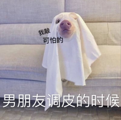 一只真实狗狗头上裹着白色布料模仿幽灵造型，坐在浅灰色沙发上。狗狗露出鼻子和眼睛，表情呆萌无辜。其头部左侧配有文字“我敲可怕的”（“敲”为网络流行谐音，意为“超”），图片底部有文字“男朋友调皮的时候”。整体通过狗狗可爱的“扮鬼”造型与文字结合，幽默表现男朋友调皮时的幼稚又好笑的状态，营造轻松搞笑的氛围。