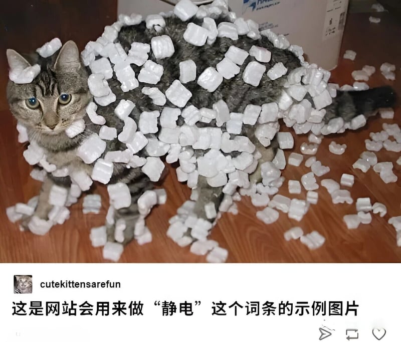 灰虎斑猫