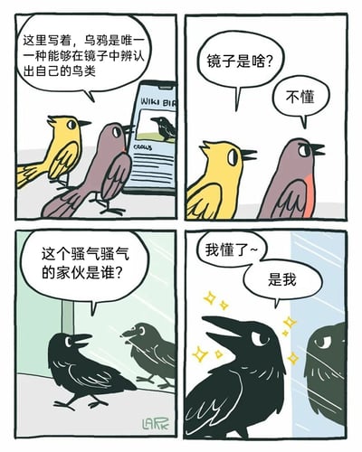 这是一幅四格连环趣味漫画，第一格中，一只紫色鸟和一只黄色鸟正看着手机上的鸟类百科页面，紫色鸟向黄色鸟科普：“这里写着，乌鸦是唯一一种能够在镜子中辨认出自己的鸟类”；第二格中，黄色鸟满脸疑惑地提问“镜子是啥？”，紫色鸟也摇头表示“不懂”；第三格切换到一只乌鸦的视角，它看着镜子里的自己，满脸困惑地自言自语：“这个骚气骚气的家伙是谁？”；第四格中，乌鸦突然恍然大悟，眼睛带着闪光特效，惊喜地认出镜子里的自己，说道“我懂了~”“是我”，用幽默的方式呼应了开头的科普知识点，通过拟人化的鸟类角色和反差感的情节制造笑点，既科普了乌鸦的认知能力，又用自恋的形容增添了趣味。