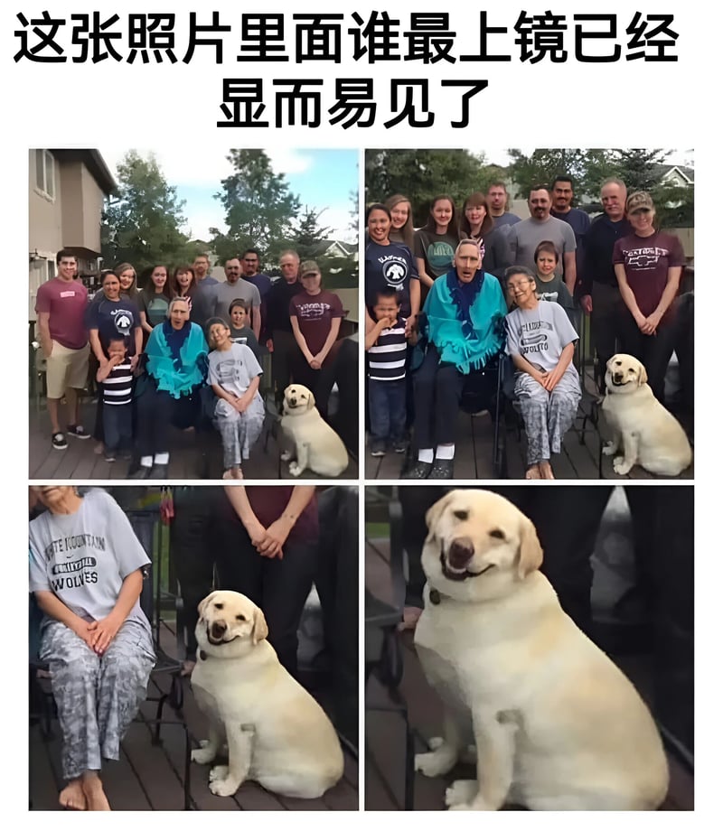 黄色拉布拉多犬