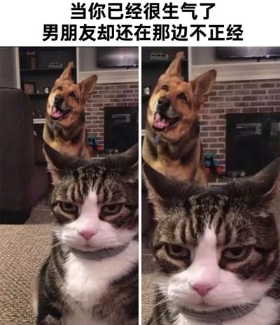 这是一张左右拼接的对比式梗图，上方配有文字“当你已经很生气了 男朋友却还在那边不正经”。前景的狸花白脸猫咪眉头紧皱，眼神低垂，满脸写着不悦与沮丧，生动对应了处于生气状态的自己；后方的狗狗则咧嘴歪头，表情嬉皮笑脸、吊儿郎当，完美还原了伴侣在对方生气时依旧不正经的模样。左右两图中狗狗的表情略有变化，进一步强化了它的嬉闹感，而猫咪的不爽神态始终不变，精准戳中情侣相处中一方闹脾气另一方却不当回事的日常小矛盾，用宠物的神态反差制造出搞笑又真实的效果，很容易让有类似经历的情侣产生共鸣。