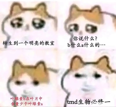 这是一张由mur猫（忧郁猫）表情包改编的四格连环meme图，以拟人化的猫的表情变化，演绎了一个类似“转生”的场景下，从懵懂到听到生物必修一知识点后崩溃的过程。第一格中，猫带着懵懂的表情，配文“转生到一个明亮的教室”；第二格猫露出疑惑的神情，配文“你说什么？b什么a什么的…”；第三格猫的表情变得凝重，配文“叶绿素b在叶片中含量少于叶绿素a”——这是高中生物必修一的经典知识点；第四格猫的表情烦躁崩溃，配文“tmd生物必修一”，生动地表达了学生面对高中生物必修一知识点时的烦躁和吐槽情绪，精准戳中高中学生的学习痛点，容易引发学生群体的共鸣。