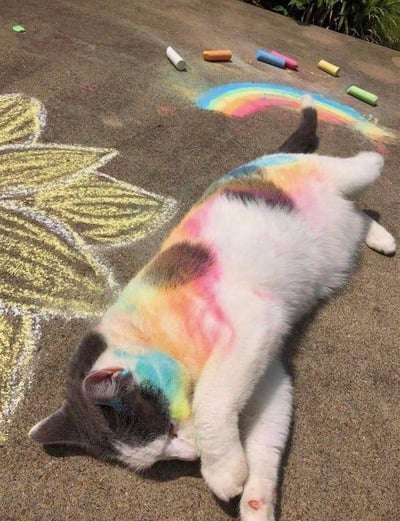 画面中一只灰白相间的猫咪正趴在水泥地面上熟睡，它的身体被人用彩色粉笔涂上了粉、黄、蓝、橙等彩虹色系的颜色，与地面上用粉笔画的彩虹完美衔接，仿佛猫咪的身体是彩虹的延伸部分。地面左侧还有一朵黄色的向日葵涂鸦，旁边散落着几支使用过的彩色粉笔，整个场景充满了童趣与创意，是主人和猫咪互动的趣味创作，温馨又搞笑，给人治愈的感觉。