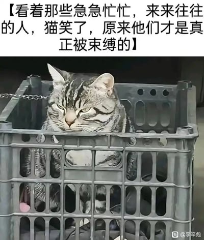 这是一张带有讽刺意味的图文结合类图片，图片上方配有一段文字：“看着那些急急忙忙，来来往往的人，猫笑了，原来他们才是真正被束缚的”。画面主体是一只虎斑猫，它被铁链拴住，待在一个灰色的塑料周转箱内，猫咪眯着双眼，表情慵懒又带着一丝戏谑感，仿佛正在“审视”着忙碌的人群。图片通过强烈的反差感传递讽刺内核：看似被物理限制了自由的猫咪，却在精神层面“俯视”着被生活、工作压力束缚，不得不奔波忙碌的人们，引发观者对自由的定义、生活的压力等议题进行思考。