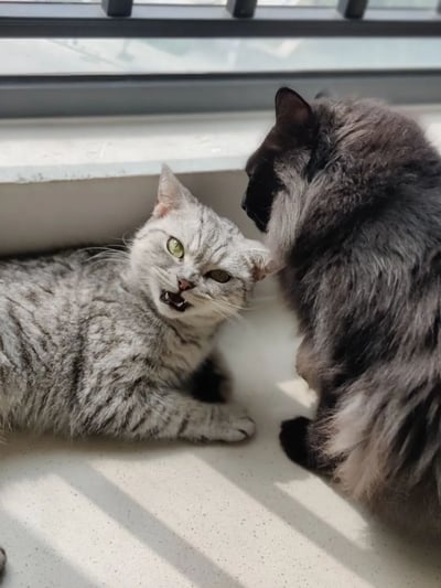 窗台上，一只灰白相间的虎斑猫正趴在地上，嘴巴微张露出牙齿，眼神犀利，表情看起来有些暴躁或警惕。它旁边蹲着一只毛色偏深灰（带有黑色和白色毛发）的猫，正侧头看着虎斑猫，姿态相对平静。两只猫咪似乎在进行某种互动，虎斑猫的表情与另一只猫的淡定形成有趣对比，充满生活气息。
