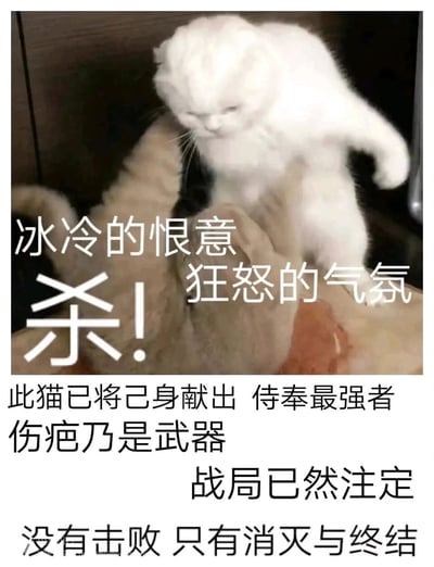 这是一张充满中二搞笑风格的猫咪梗图，画面呈现两只猫咪对峙的场景：一只白色猫咪表情凶狠、身体前倾摆出攻击姿态，配合文字“冰冷的恨意 狂怒的气氛 杀！”，营造出强烈的攻击性；另一只浅棕色猫咪身上带有类似伤疤的痕迹，下方文字用“此猫已将己身献出 侍奉最强者 伤疤乃是武器 战局已然注定 没有击败 只有消灭与终结”的中二描述，将普通的猫咪互动夸张成一场强者间的残酷对战，通过真实猫咪的互动场景与夸张的战斗文字形成反差，制造出搞笑的效果，常用于表达愤怒、强势的情绪，或是玩中二战斗的梗。