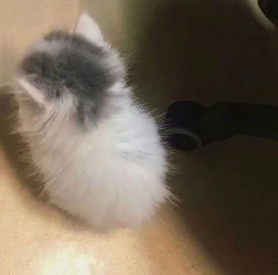 图片中展示了一只毛茸茸的灰白相间小猫的背影。小猫正坐在一个浅色的平面上，身体微微蜷缩，蓬松的尾巴环绕在身侧。它的背部毛发呈现出灰色和白色渐变，耳朵竖立，整体给人一种可爱、温顺的感觉。背景较为简单，右侧有一个深色物体的局部轮廓，可能是家具的一部分。光线柔和，突出了小猫毛发的质感。