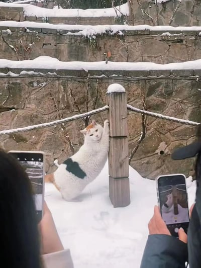 冬季雪景中，一只白猫带着黑色和橙色斑块，正用后腿站立，前爪搭在木制柱子上，抬头望向镜头。前景中有两个人正在用手机拍摄这只姿势独特的猫。背景是覆盖着积雪的石墙，营造出冬日户外的氛围。