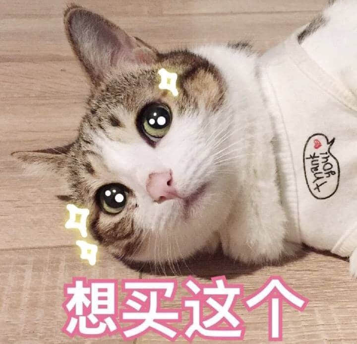 可爱猫咪想买东西的表情图
