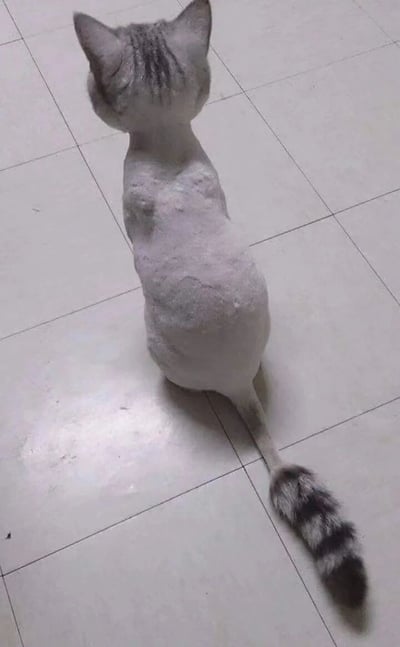 一只大部分毛发被剃掉的猫咪背影照，猫咪坐在白色瓷砖地板上，只有头部、尾巴和部分腿部保留了毛发。猫咪呈现出灰色调，头部和尾巴有深色条纹。