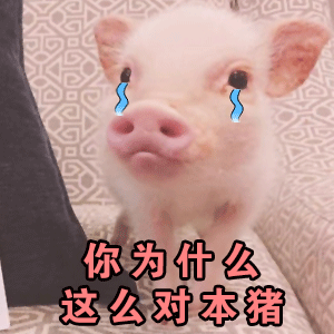 委屈哭泣的小猪：你为什么这么对本猪