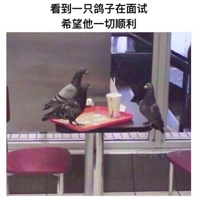 这是一张在西式快餐店拍摄的趣味梗图，画面里三只鸽子分布在小桌的托盘两侧：一只鸽子站在桌沿，另外两只站在托盘上，位置关系恰好类似面试时面试官与面试者的布局。图上方配文“看到一只鸽子在面试 希望他一切顺利”，用拟人化的脑洞把鸽子的随机互动脑补成职场面试场景。
双关梗说明：“鸽子”在网络语境里有“放鸽子（爽约）”的含义，这里让“鸽子”去面试，形成了反差感的搞笑效果。