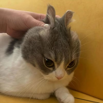 一张近距离拍摄的猫咪特写照片。照片中是一只灰白相间的猫咪，正被一只人的手轻轻抚摸头部。猫咪有着大大的圆眼睛，眼神平静地看向下方，耳朵微微竖起。背景是纯黄色的，可能是沙发或其他家具表面。整体画面传达出温馨、舒适的氛围。
