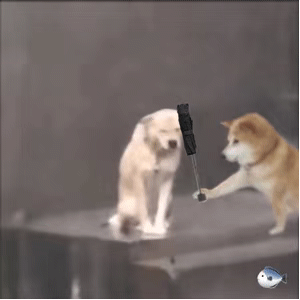 这是一张经过P图改编的动态图，画面里一只柴犬的前爪被P上了一个U型锁，做出像是要“锁”住旁边金毛的动作，金毛则是一脸茫然地坐着，整体场景搞笑滑稽，通过动物和人类道具的合成制造出反差感，没有谐音梗或双关含义。