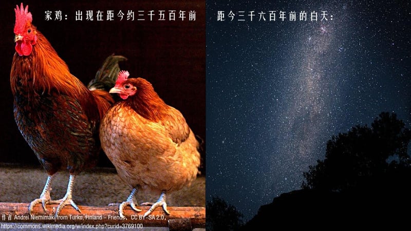 母鸡