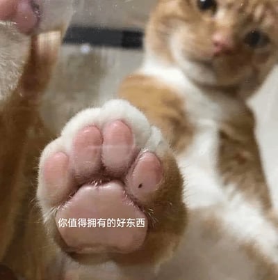 这是一张静态实拍的萌宠图，画面聚焦在一只橘白相间猫咪的粉爪垫上，猫咪将爪子贴在透明玻璃表面，镜头近距离拍摄让爪垫的细节清晰可见，其中一个爪垫上还有小黑点；猫咪的脸部在背景中呈现模糊状态，眼神软萌温顺。图片下方添加了文字“你值得拥有的好东西”，用治愈软萌的猫爪来做趣味的好物安利，风格可爱讨喜，适合作为分享好物时的配图或者萌宠表情包使用。