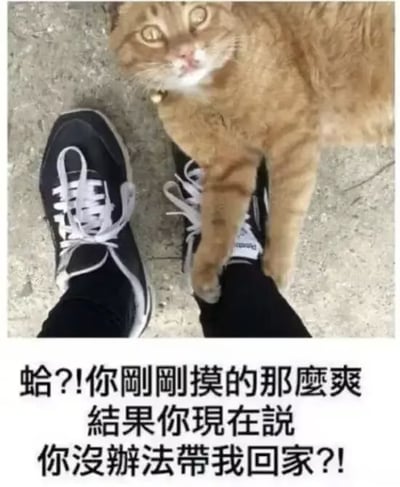 图片展示了一双穿着黑色运动鞋（白色鞋带）的人的脚，一只橘色猫咪正趴在脚面上，仰头睁着圆溜溜的大眼睛看向上方，表情带着惊讶和疑惑。图片底部配有文字：“蛤?!你刚刚摸的那么爽 结果你现在说 你没办法带我回家?!”，将猫咪拟人化，仿佛在质问刚刚还在舒服抚摸它的人为何不能带自己回家，充满戏剧性的反差萌。