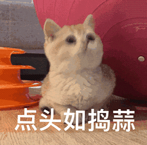 猫咪点头如捣蒜可爱动图