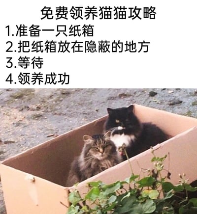 这是一张趣味宠物梗图，上方配有“免费领养猫猫攻略”的文字内容，列出四个步骤：1.准备一只纸箱；2.把纸箱放在隐蔽的地方；3.等待；4.领养成功。下方是实拍场景，一只狸花猫和一只黑白花色的流浪猫正安静待在放置于户外地面的纸箱中，画面完美呼应了攻略内容，以幽默调侃的方式展现了流浪猫喜爱钻纸箱的习性，提供了一种趣味性的“领养”思路，充满治愈感和笑点。