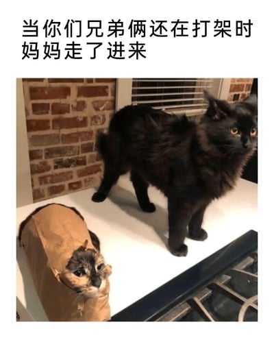 这是一张充满趣味的宠物梗图，上方配有文字“当你们兄弟俩还在打架时妈妈走了进来”。画面里的两只猫，一只黑色长毛猫毛发炸起，身体姿态紧绷，眼神警惕，看起来刚经历过争斗；另一只猫套着纸壳缩在一旁，眼神心虚慌张，仿佛在假装自己没有参与打架。这个场景生动还原了现实生活中兄弟俩打架被家长抓包后，立刻掩饰心虚、装作无事发生的尴尬瞬间，用宠物的行为调侃这类家庭趣事，让人忍俊不禁。
