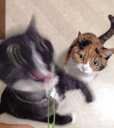 图片展示了两只猫的有趣对比场景。左侧的灰白相间猫咪眼睛瞪得溜圆，嘴巴张开，身体因兴奋而模糊，似乎正在玩猫草或对某物做出激烈反应。右侧的三花猫则表情平静，眼神中带着一丝困惑或无奈地看着同伴的疯狂举动。两只猫都躺在浅色地毯上，形成了动静鲜明的喜剧效果。