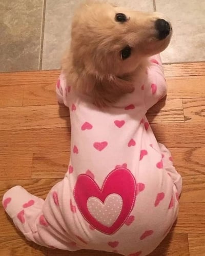 一只金毛幼犬仰躺在木地板上，背景为浅色瓷砖墙面。它穿着一件粉色连体衣，衣服上布满小粉色心形图案，背部有一个大型粉色爱心装饰。幼犬头部微微抬起，黑色眼睛睁大注视上方，表情显得好奇又无辜，整体画面充满治愈感和可爱气息。