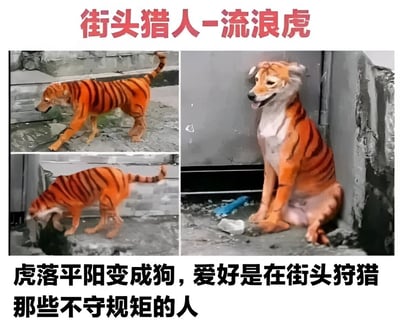 图片为四格多图拼接，上方标题为红色文字‘街头猎人-流浪虎’。内容展示了一只被画上老虎条纹的狗在街头不同场景的状态：包括行走在石板路、蹲坐在墙角、低头嗅闻等。下方配有黑色文字‘虎落平阳变成狗，爱好是在街头狩猎那些不守规矩的人’，通过‘虎落平阳被犬欺’的谐音梗和反差萌，调侃这只‘流浪虎’的落魄与‘狩猎’爱好，充满幽默讽刺意味。