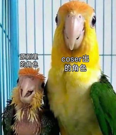这是一张用于吐槽cosplay圈现象的搞笑反差梗图，图中用两只外形差异极大的鸟类进行对比：左侧是一只毛发凌乱、面部神态怪异滑稽的小鸟，被标注为“原剧里的角色”；右侧是一只毛色鲜亮、外形规整的鹦鹉，被标注为“coser出的角色”。通过这种强烈的视觉反差，调侃现实中存在的一种情况——部分原作里的角色形象粗糙潦草，而coser扮演的版本在还原度和精致度上反而远超原作，更符合大众对该角色的美好想象，以此制造出幽默搞笑的效果，这类梗图常出现在二次元社群、cosplay相关的社交讨论中。