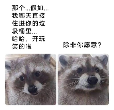 这是一张由两张浣熊实拍照片拼接而成的图文混排表情包。左侧浣熊眼神忐忑、神情小心翼翼，配文以开玩笑的语气试探“那个...假如...我哪天直接住进你的垃圾桶里...哈哈，开玩笑的啦”；右侧浣熊眼神带着期待、模样可怜巴巴，接话“除非你愿意？”，将玩笑式的试探转正。整体用软萌的动物形象和委婉的语气，以“住进垃圾桶”为趣味由头，实则向对方表达求收留、寻求陪伴的诉求，风格可爱幽默，适合在社交互动中使用。