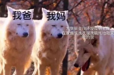 三只白狼的图片，左边两只狼头上分别标注"我爸"和"我妈"，右边一只狼表情讨好，配文"大学毕业但还没找到工作 在家做饭洗衣服洗碗拖地陪笑脸的我"，幽默地表现了毕业生待业在家的状态。
