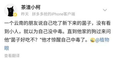 社交媒体用户“茶渣小柯”发布的一则搞笑段子截图。内容讲述一位云南朋友食用新采菌子后，因未出现“看见小人”的典型中毒症状而自认为没事，直到家中狗狗开口询问“菌子好吃不？”才惊觉已中毒。截图包含用户头像（黑猫形象）、用户名、发布时间（昨天）、客户端信息（拼多多抢的iPhone客户端），以及@植物的提及和“眼”字标注与“查看翻译”链接。