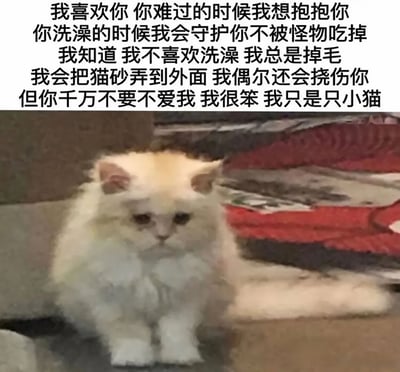 图片上半部分是一段以猫咪视角写的深情文字：'我喜欢你 你难过的时候我想抱抱你 你洗澡的时候我会守护你不被怪物吃掉 我知道 我不喜欢洗澡 我总是掉毛 我会把猫砂弄到外面 我偶尔还会挠伤你 但你千万不要不爱我 我很笨 我只是只小猫'。下半部分是一只毛发蓬松的白色猫咪，正乖巧地坐在地上，眼神看起来有些无辜又可爱。整体营造出一种猫咪向主人撒娇、表达爱意的温馨氛围。
