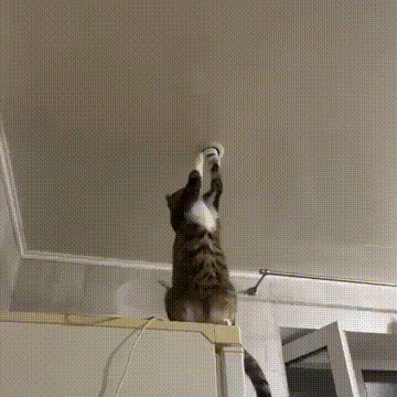 这是一段动态GIF，画面中一只白棕花纹的猫咪站在室内的柜子顶端，高高跃起，两只前爪不断尝试去抓天花板上的吸顶灯，重复着蹦跳抓取的动作，生动展现出猫咪好奇好动的天性，模样既可爱又滑稽。