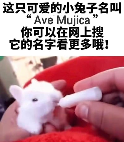 这是一张图文结合的趣味梗图，上方配有醒目的黑色文字，介绍图中的白色迷你兔子玩偶名叫“Ave Mujica”，并引导网友搜索该名字查看更多相关内容；下方的画面展示了一只被人手托在掌心的白色兔子玩偶，正做出啃咬手中白色长条物体的动作，画面风格软萌可爱。这张图玩了二次元乐队《BanG Dream! It's MyGO!!!!!》衍生乐队Ave Mujica的谐音梗，将乐队名字和兔子玩偶的可爱画面结合，制造出反差趣味，属于粉丝向的玩梗创作。