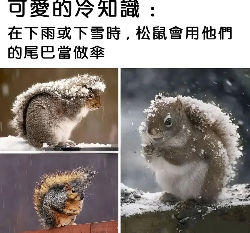 松鼠