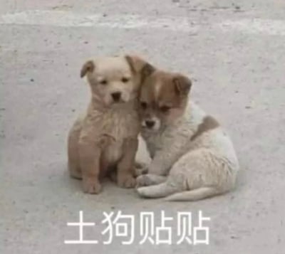 图片中两只小狗紧紧依偎在一起，一只毛色偏浅黄，另一只带有棕色斑块，它们的小脑袋相互靠着，安静地坐在灰色的地面上。图片底部配有文字“土狗贴贴”，“贴贴”为网络流行语，意为亲密地靠在一起，传递出温馨可爱的氛围。