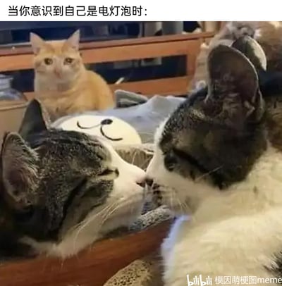 图片前景是两只狸花加白猫咪，它们脸贴脸亲昵互动，氛围温馨；背景处有一只橘猫，正睁着眼睛，一脸无奈地注视着前方亲昵的两只猫咪。图片顶部配有文字“当你意识到自己是电灯泡时”，用猫咪的真实互动场景，生动形象地类比了人们无意间成为他人亲密场景中的多余者时，那种尴尬、无奈的心情，是一张用来调侃“电灯泡”处境的搞笑萌宠梗图。