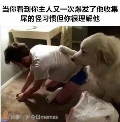 图中展示了一名男子跪在地毯上，双手在地面捡拾物品，旁边的大白狗将前爪搭在男子的背上，表情平静淡然。图片上方配有搞笑文字：“当你看到你主人又一次爆发了他收集屎的怪习惯但你很理解他”，以拟人化的手法将男子捡拾物品的行为调侃成“收集屎的怪习惯”，赋予狗狗理解主人的情绪，制造出既暖心又搞笑的反差效果。