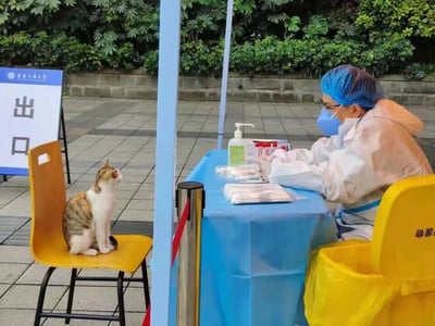 这张图片拍摄于重庆工商大学的核酸检测点，画面右侧是一位身着白色防护服、戴着蓝色医用帽和口罩的医护人员，正坐在铺有蓝色桌布的检测桌前，桌上摆放着免洗消毒液、采样棉签等防疫物资；画面左侧，一只三花猫咪端正地坐在黄色椅子上，面向医护人员，姿态乖巧，仿佛正排队等待进行核酸采样。检测点旁立有写着“出口”的标识牌，背景是茂密的绿植，整体场景在严肃的防疫氛围中增添了一丝可爱治愈的趣味，让原本紧张的防疫工作多了一份温馨感。