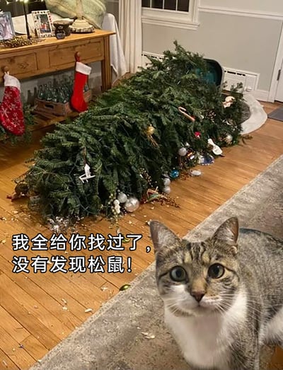 这是一张记录家庭搞笑瞬间的实拍照片，场景是充满圣诞氛围的室内客厅，原本立着的圣诞树被推倒在木质地板上，树上的各类圣诞装饰挂件散落一地，地面还残留着松针和装饰碎屑，背景里的木质柜子上挂着圣诞袜。画面右下角的狸花猫睁着圆溜溜的大眼睛，一脸无辜地看向镜头，图片添加了趣味配文“我全给你找过了，没有发现松鼠！”，用拟人化的方式，把圣诞树倒塌的责任归咎于猫咪“找松鼠”的行为，幽默地调侃了猫咪调皮捣蛋、搞破坏后还理直气壮的天性，让人忍俊不禁。