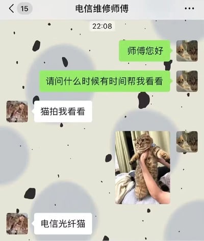这是一张聊天记录截图，展示了用户与电信维修师傅之间的搞笑误会。用户询问维修时间后，师傅回复“猫拍我看看”，用户误以为是要拍宠物猫并发送了猫咪照片，随后师傅解释是要看“电信光纤猫”（即光调制解调器）。图中包含绿色的用户消息气泡、白色的师傅消息气泡，以及一张用户手持橘猫的照片，背景有灰色圆点装饰。核心笑点在于“猫”（宠物）与“猫”（光纤猫，网络设备俗称）的谐音双关。