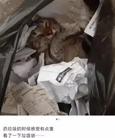 这是一张记录日常趣事的图文内容，画面中一只狸花猫正惬意地蜷缩在装满废纸的垃圾袋里熟睡，看起来十分慵懒放松。下方配文“扔垃圾的时候感觉有点重，看了一下垃圾袋……”，用简洁的文字引出这个让人意外又治愈的搞笑瞬间，没有双关、谐音梗或暗示内容。