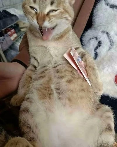 这张图展示了一只被人抱着、肚皮朝上的狸花猫，它的胳膊下方被塞了几张10元人民币，猫咪张着嘴、眯起双眼，表情看起来像是开心大笑的模样，被拟人化地塑造成“拥有钱财后得意快乐”的状态，画面充满搞笑的反差感，十分有趣。
无谐音梗、双关或暗示内容。