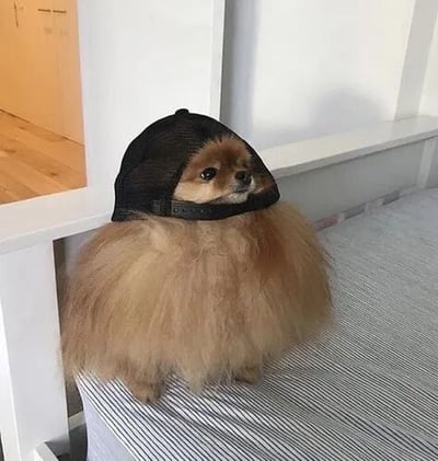 图片中是一只毛发蓬松的浅棕色小狗（疑似博美犬），它戴着一顶黑色的网眼帽子，正安静地坐在铺有条纹床品的床上。背景可见白色墙壁和一个通往木地板房间的门口，整体场景温馨自然，小狗表情平静，姿态乖巧。