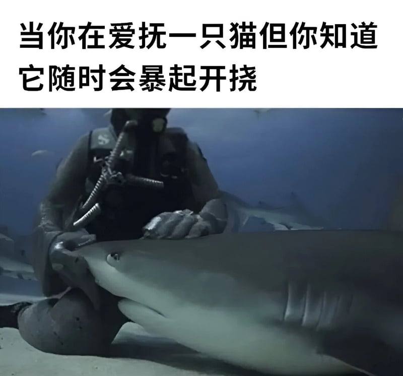 鲨鱼