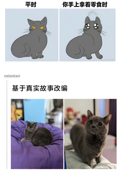 图片分为上下两部分，上半部分为卡通插画，左右对比展示同一只灰色猫咪在两种场景下的表情差异：左侧标题'平时'，猫咪眼神冷漠，黄色瞳孔平静注视前方；右侧标题'你手上拿着零食时'，猫咪眼睛变成闪亮的星星状，头顶有兴奋的符号。下半部分为真实照片，标题'基于真实故事改编'，左侧照片中灰色猫咪慵懒地躺在紫色垫子上，表情淡定；右侧照片中同一只猫咪警觉地站立，抬头专注地看向镜头方向，完美呼应了卡通部分的反差萌。整体通过卡通与现实的对比，幽默展现了猫咪在有无零食时的典型行为差异。