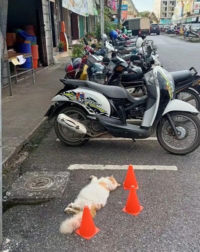 街头场景中，多辆摩托车整齐停放在人行道旁，一家店铺门口堆放着彩色塑料筐。路中央，一只橘白相间的猫咪四脚朝天惬意躺平，周围被三个橙色交通锥围住，仿佛被精心保护起来，画面既搞笑又温馨。
