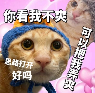 图片主体为两只猫咪，前景是一只戴着蓝色针织帽的橘猫，它瞪着圆溜溜的大眼睛，表情无辜又带点惊讶；背景中还有一只橘白色猫咪，侧脸淡定望向一侧。整体背景为粉色渐变，点缀着模糊的白色圆形和粉色心形元素。图片上叠加了三组黑色粗体文字：顶部居中为“你看我不爽”，右侧竖排为“可以把我弄爽”，左下角为“思路打开好吗”。通过猫咪可爱的表情与带有双关意味的文字结合，营造出幽默俏皮的效果，其中“弄爽”一词利用谐音和语义双关形成笑点。