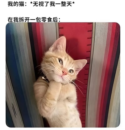 图片上方配有文字“我的猫：*无视了我一整天* 在我拆开一包零食后：”，下方是一只浅色橘猫，正抬头睁着大眼睛紧盯前方，爪子微微抬起靠近下巴，背景是几本彩色的书籍。通过文字与猫咪表情的对比，幽默展现了猫咪在零食面前的态度转变，从一整天的无视到瞬间的专注。